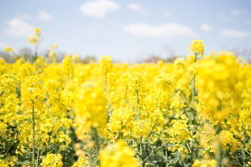 元気に美しく咲く菜の花