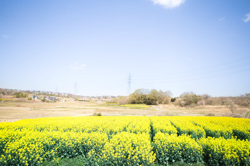よみがえる「土」「農」「地域社会」をめざして―菜の花