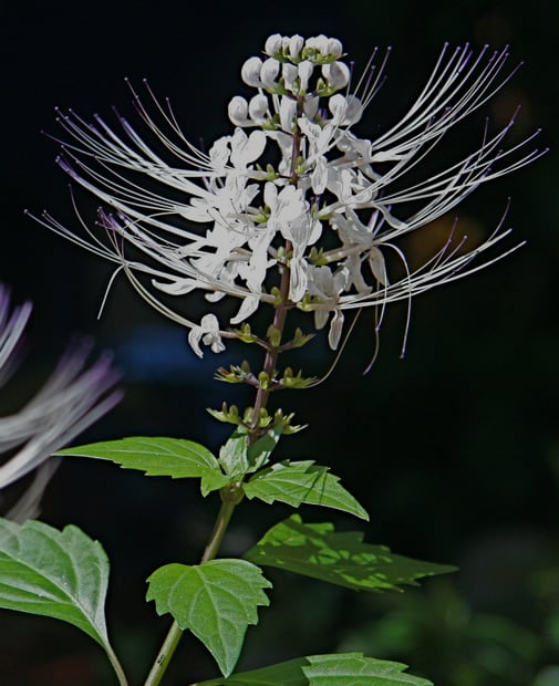 Katzenbart - Orthosiphon aristatus - Indischer Nierentee