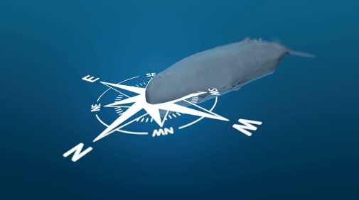 Unterwasserlärm, wie orientiert sich ein Pottwal (Ausschnitt aus dem Film) © Michael Stünzi