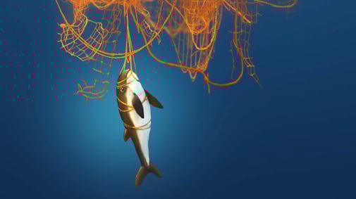 Fische und Wale verfangen sich in herumtreibenden Netzen, Geisternetzen © Michael Stünzi