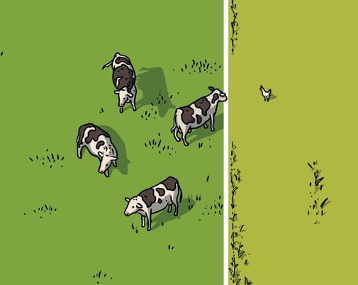 Milchkühe auf Weide und Huhn im Maisfeld (Ausschnitt) © Michael Stünzi