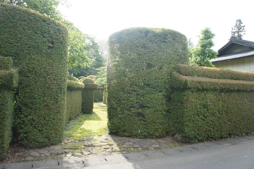 塀の形の生け垣（細目家住宅）