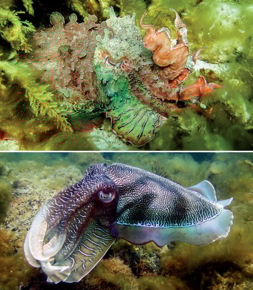 Modifications spectaculaires de la couleur et de la morphologie chez une seiche.