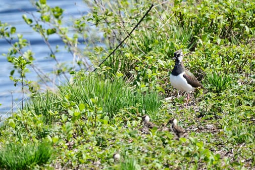 Kiebitz mit Pulli - LBV Hans Klein