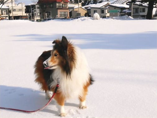 2014.01.28 (Tue) LL Shihoya Arai School can be seen.