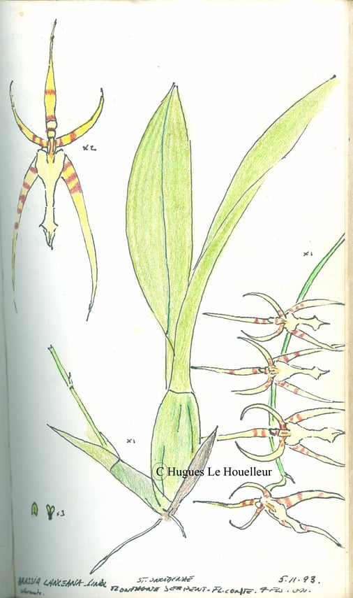 Brassia lanceana / 1993 / Tetit saut / Montagne serpent / et fleuve Conte