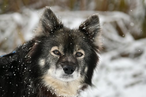 Lapinkoira Rilla im Schnee