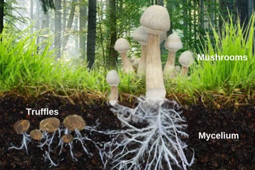 Image de mycéliums avec leurs  fructifications