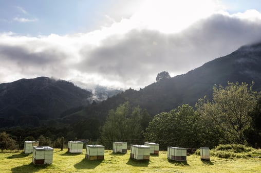 Rucher dans la nature pure et sauvage de Nouvelle-Zélande où est récolté dans les ruches le Miel de Manuka de Nouvelle-Zélande