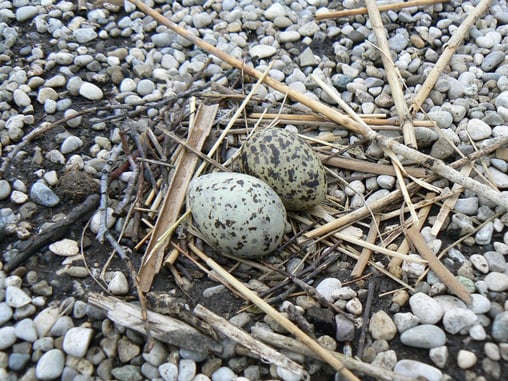 Flussseeschwalbennest (Foto: Andrea Gehrold) 