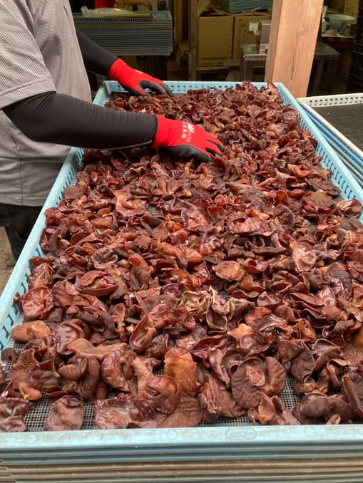 生きくらげ選別作業の写真