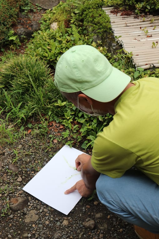 植物で描こう―村山修二郎さんによる「緑画」のデモンストレーション