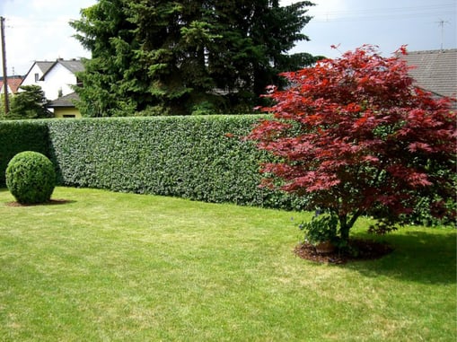 Gartenpflege Franke - Ihr Landschaftsgaertner für Gartenpflege, Hecken- und Baumschnitt in Nidda, Hungen, Lich, Buedingen, Bad Vilbel, Butzbach, Altenstadt, Bad Vilbel und Wölfersheim