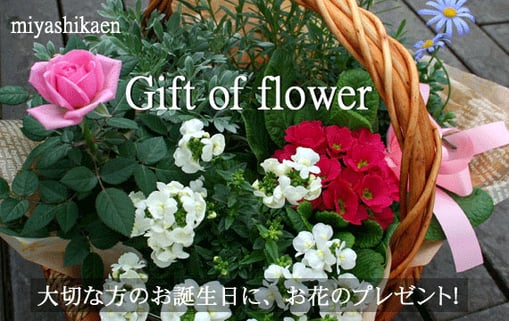 生産直売の宮子花園は、元気で新鮮なお花のギフトを四季を通じて販売しています。