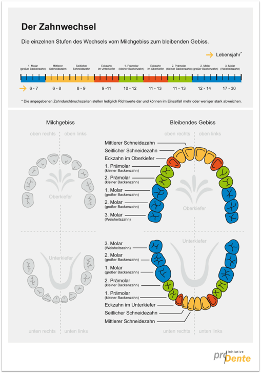 Verläuft der Zahnwechsel bei meinem Kind richtig? Hier können Sie es überprüfen! (© proDente e.V.)