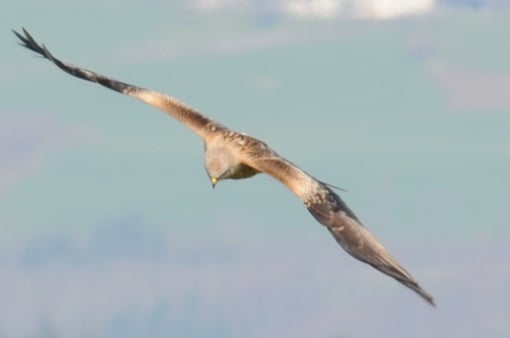 Ein Schweizer Milan ??? -2010