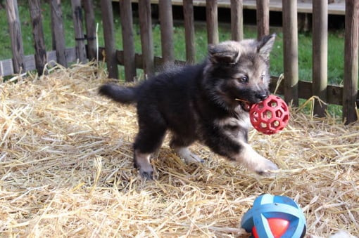 "Klein"-Rilla im Garten