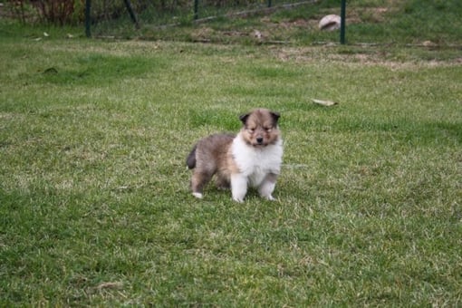 Georgina Gloria of little Queensland