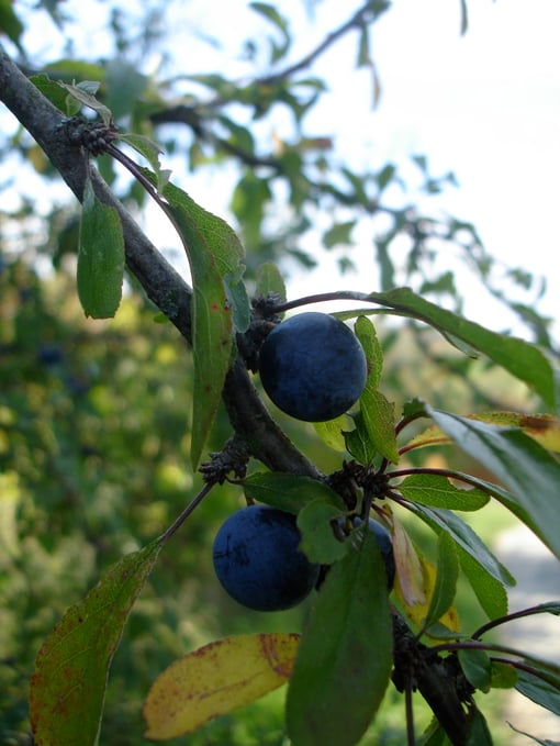 SCHWARZDORN / SCHLEHDORN