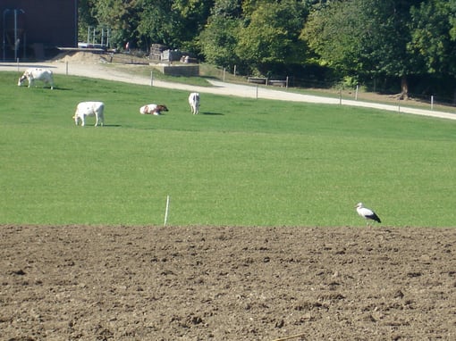 Ein Weissstorch machte auf dem frisch gepflügten Acker beim Wolfig Rast. (30. Sept. 2009)