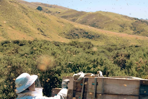 Apiculteur de Nouvelle-Zélande qui récolte du Miel de Manuka de Nouvelle-Zélande dans la région d'Otago (île sud)