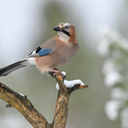 Eichelhäher   Foto © Dr. Olaf Broders