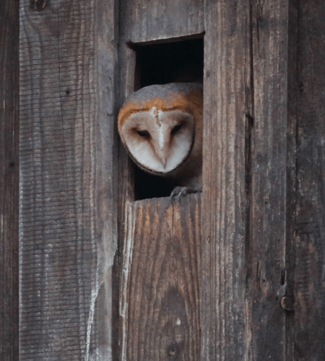 Flügger Jungvogel wartet auf Futter (Foto: Michael Herzig / ca. 21:45 Uhr)