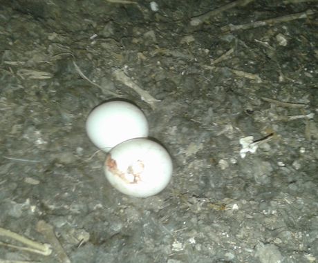 Frisches Schleiereulengelege (Handyfoto: Michael Herzig)