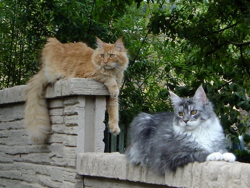 kattenhotel, kattenpension, kattenkennel