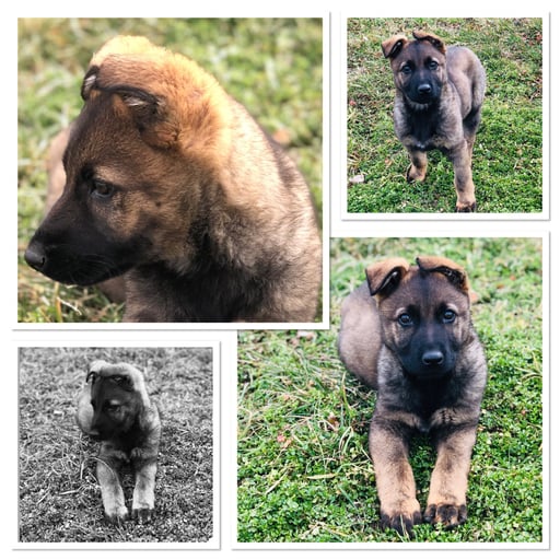 Duschka (Dinoso vom Eisernen Kreuz x Pandra von der Gletscherhöhle)