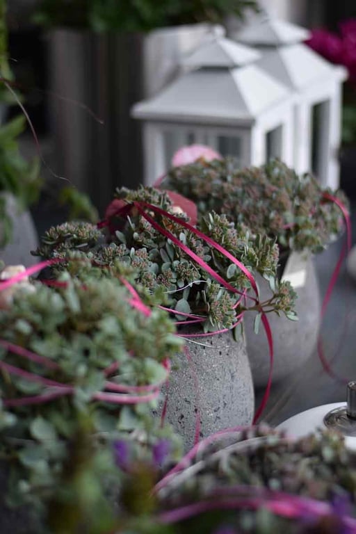 Pflanzen für den Aussenbereich Gais Blumen