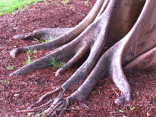 die knochigen Wurzeln fast wie Zehen von Riesen-Dinos