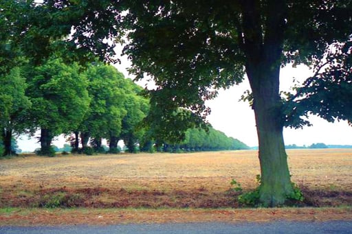 die golden leuchtenden Weizenfelder von mächtigen Allee-Bäumen umrahmt