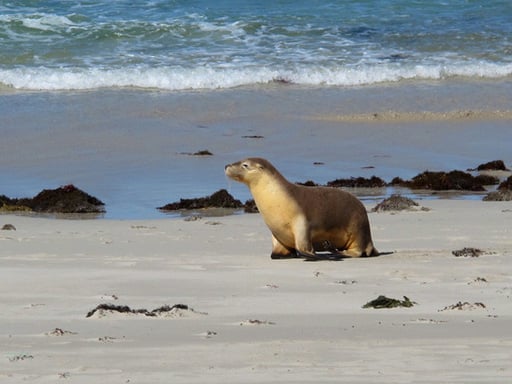 eine Seelöen-Dame präsentiert sich für das ein Einzel-Photo