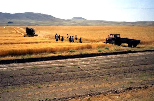 riesige Weizenfelder nahe dem Van-See