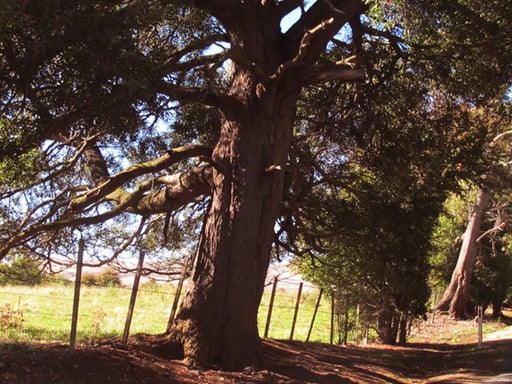 alte Bäume sind nur in den National-Parks zu sehen