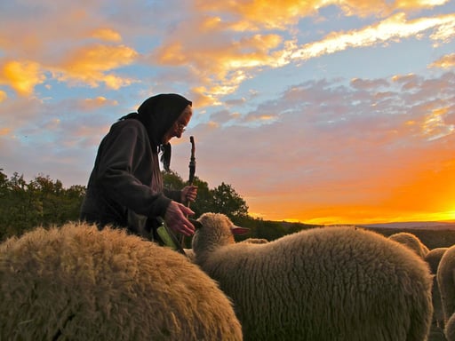 eine Schafherde auf dem Heimweg bei Berhida