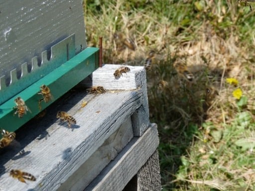 plancher de ruche d'envol