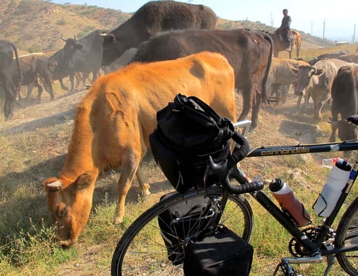 zusammen mit einer Kuhherde erreichte ich eine Pass-Höhe