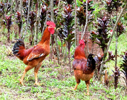 besonders stolz war Fernando auch auf seine zwei prachtvollen Hähne und Hennen