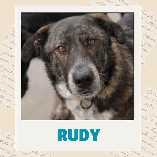 Rudy