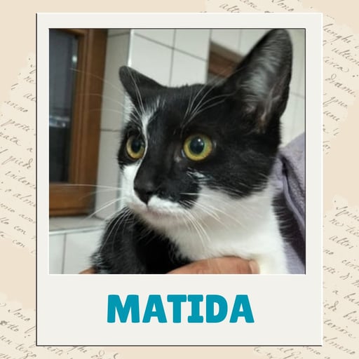 Matida
