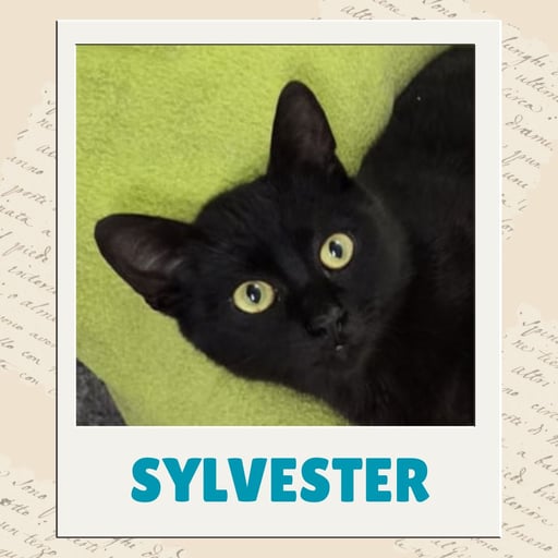 Sylvester