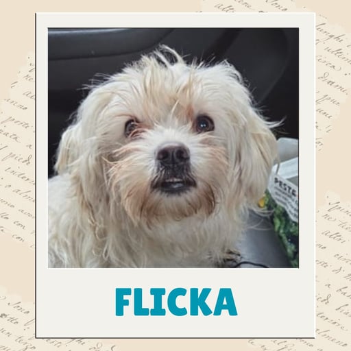 Flicka
