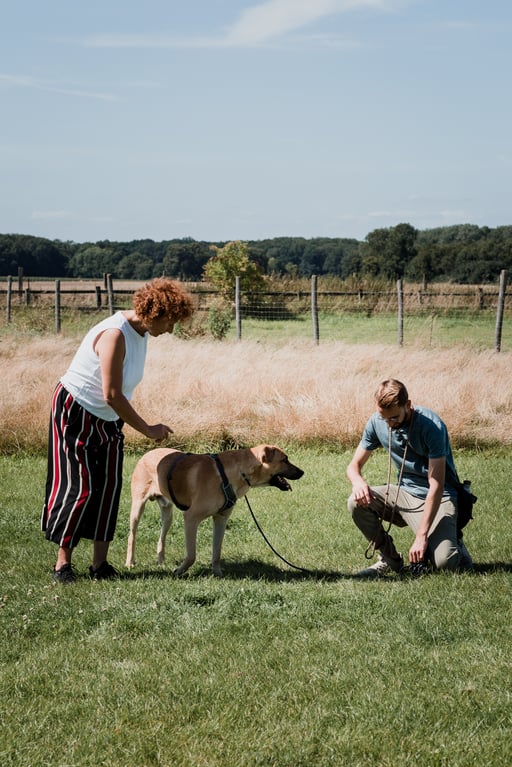 Hundetraining Münster, Hundeschule