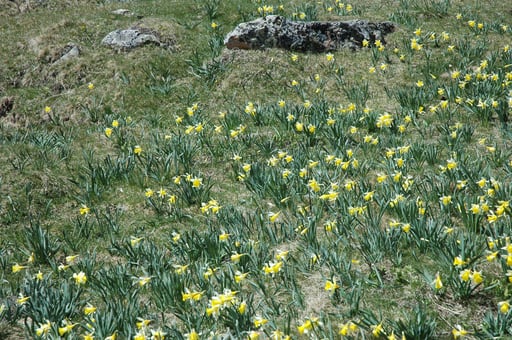 Tapis de jonquilles - www.le-refuge-des-marmottes.com