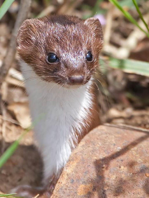 11.08.2011 Schwieberdingen Gagerbach, beim Weinberg Kamera: Canon EOS 5D MkII / 100-400
