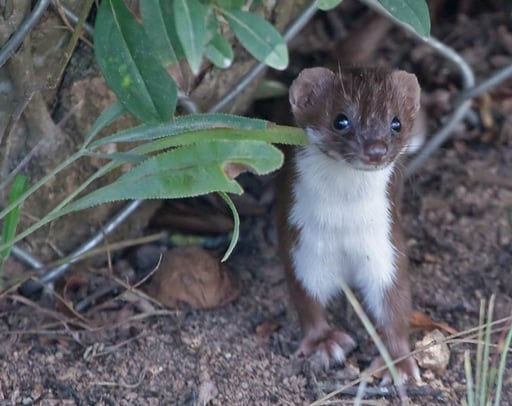 ein Mauswiesel wohnt bei dem "Mini-Weinberg" im Gagerbach. Es  hat uns entdeckt; 11.08.2011 Schwieberdingen Gagerbach, beim Weinberg Kamera: Canon EOS 5D MkII / 100-400