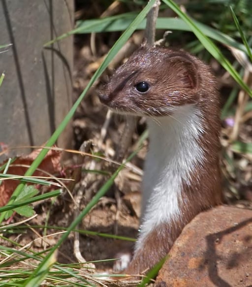 11.08.2011 Schwieberdingen Gagerbach, beim Weinberg Kamera: Canon EOS 5D MkII / 100-400